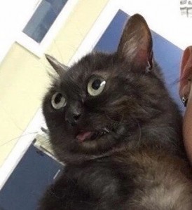 Create meme: cat with tongue meme, Mammy cat, black cat meme