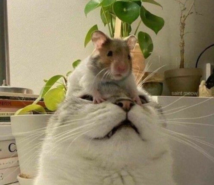 Create meme: The rat smiles meme, funny cats , pet rat