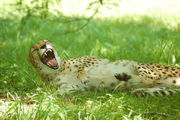 Create meme: Cheetah , cheetah laughs, cheetah funny