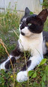 Create meme: black and white cat, cat in the grass, cat