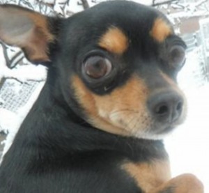 Create meme: miniature pinscher, photos dog toy Terrier black, Yorkshire Terrier