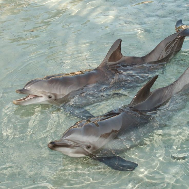 Create meme: Winter dolphin, dolphins in the black sea, Azov dolphin azovka