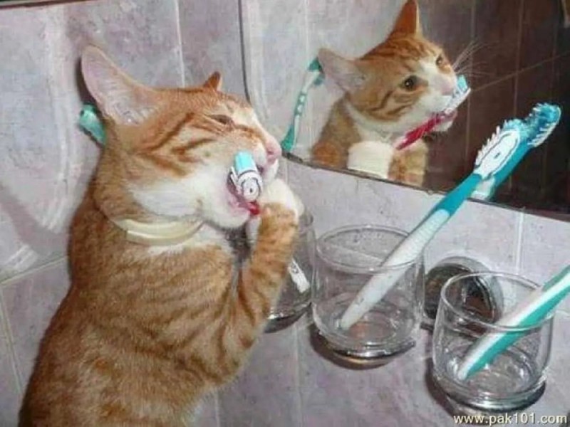 Create meme: The cat is brushing his teeth, a cat with a toothbrush, cat teeth