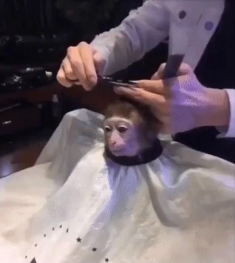 Create meme: monkey, the monkey is getting a haircut