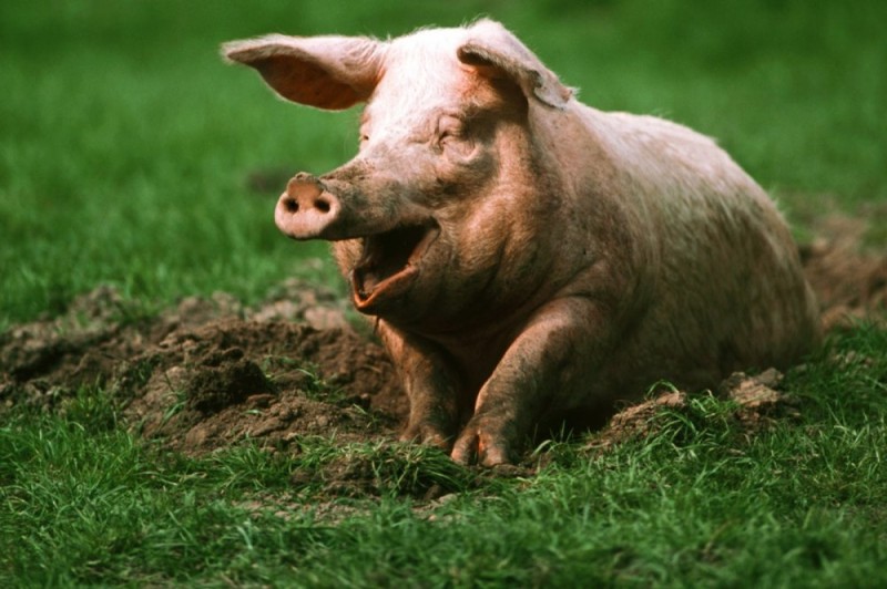 Create meme: pig boar, pig pig , the pig is alive