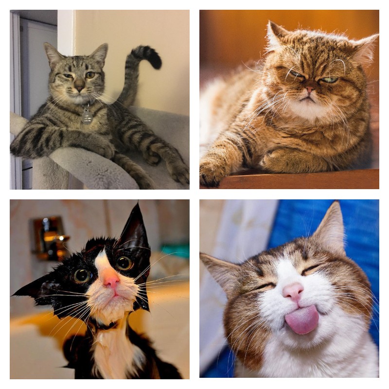 Create meme: happy cat , smiling cat , funny cats 