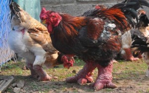 Create meme: ejderha tavuğu, dong tao chicken, Vietnamese chicken breeds