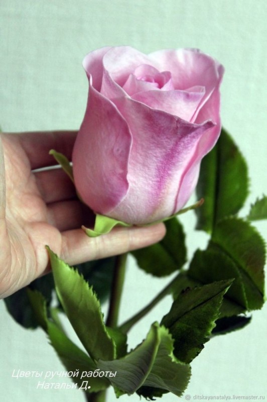 Create meme: a goblet-shaped rose, cream rose goblet-shaped, rose variety