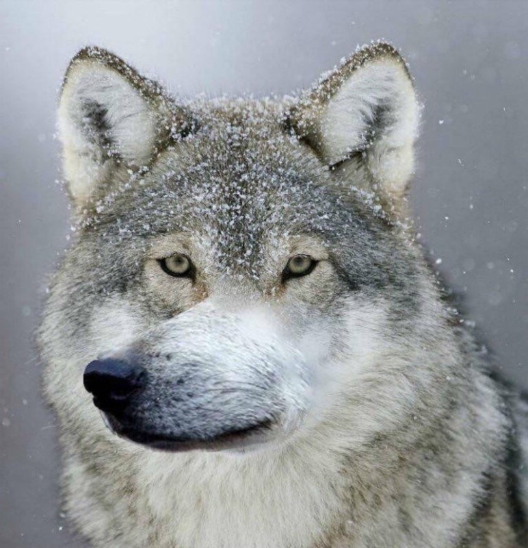 Создать мем: ауф волк, волк волк, серый волк