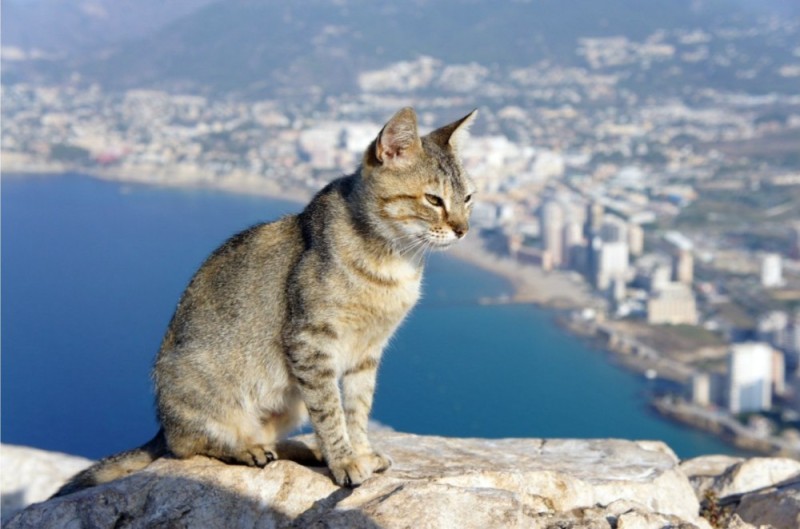 Create meme: spanish cat, the cat in the mountains, cat 