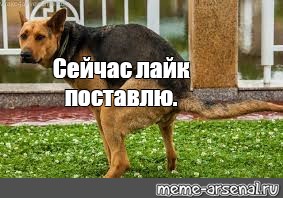 Me dogs like. Щас лайк поставлю собака. Сейчас лайк поставлю собака. Сейчас лайк поставлю. Собака срет. Щас лайк поставлю.