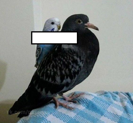 Create meme: bird dove, blue dove, pigeons doves