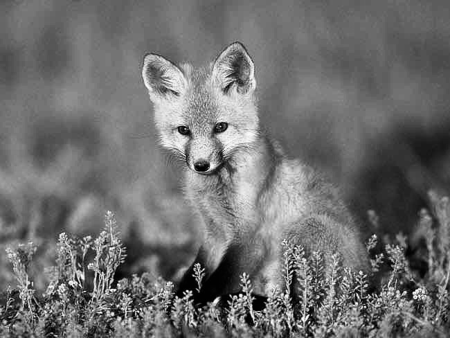 Create meme: the red Fox, a very beautiful fox, an ordinary fox