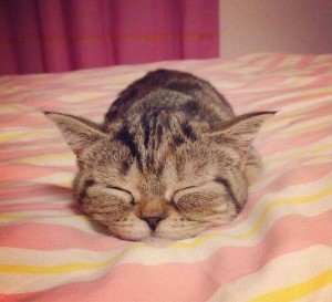 Создать мем: котенок спокойной ночи, котики, спокойной ночи котик