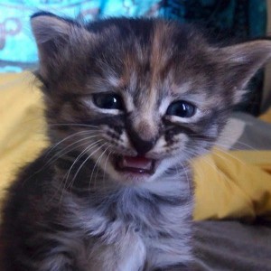 Create meme: cat, cat sad, crying kitten