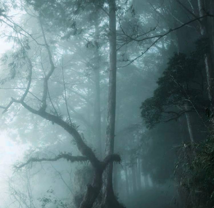 Create meme: dark forest, forest in the fog, the forest dark