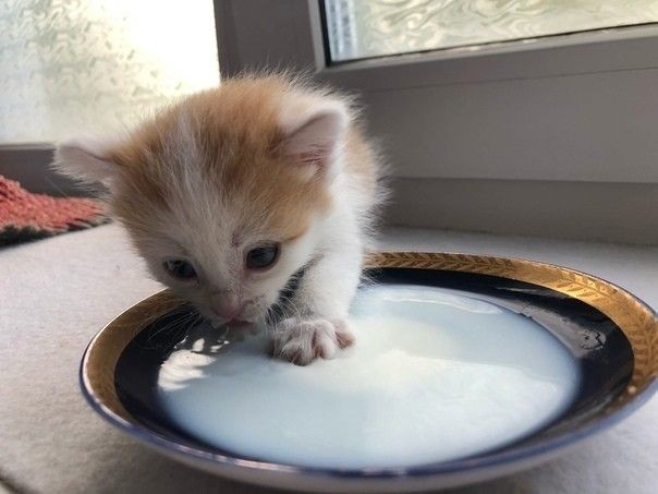 Create meme: adorable kittens, kitten lapping up milk, cute cats 