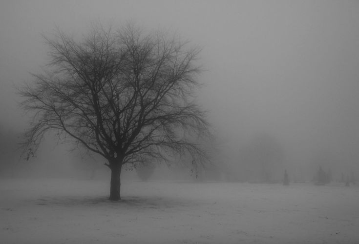 Create meme: trees in the fog, Fog of sadness, landscape 