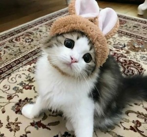 Create meme: cute cat, cute cats, nyashnye seals