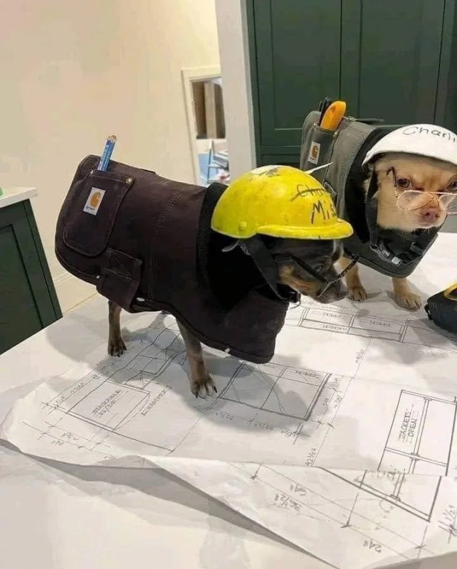 Create meme: a dog in a helmet, dog , a dog in a construction helmet