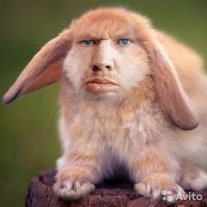 Create meme: Krol, rabbit, valakas crawl