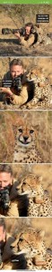 Create meme: beautiful leopard, cheetah, big cat