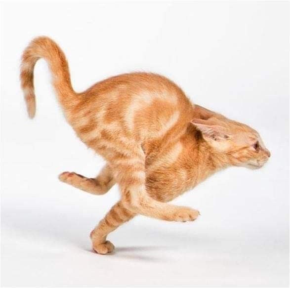 Create meme: jumping cat, The cat is running, cat red 