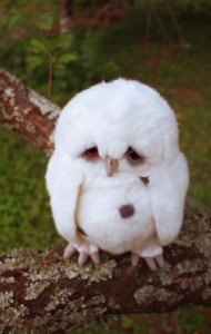 Create meme: owl