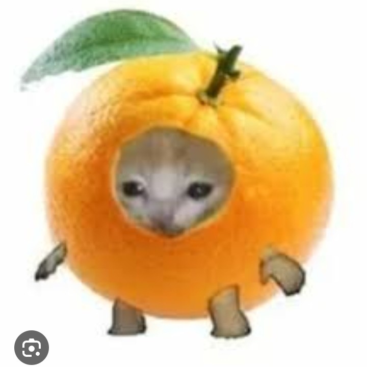 Create meme: cats fruits, animals cute, orange 