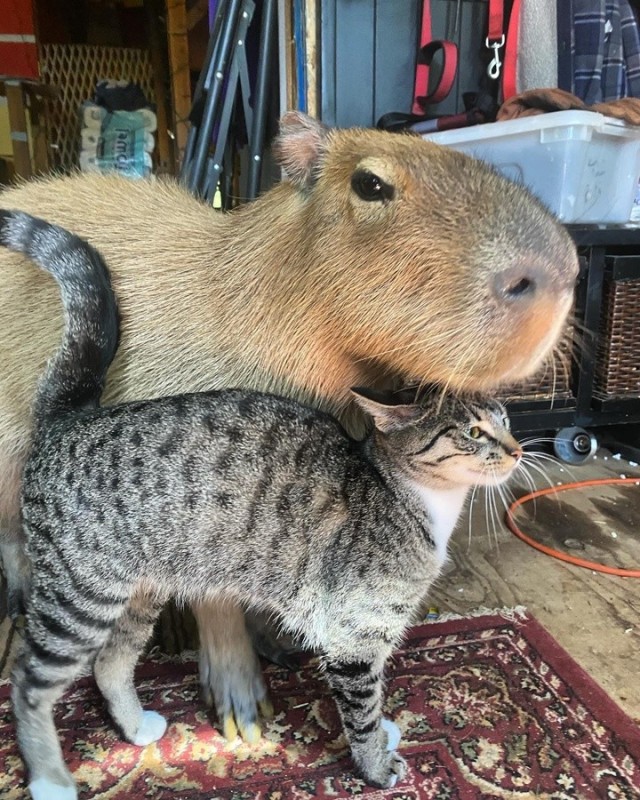 Create meme: a pet capybara, Capybara is a pet, big capybara guinea pig