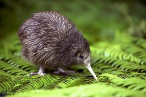 Create meme: the name of the bird, little bird, new Zealand