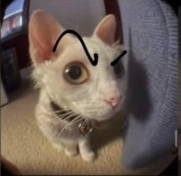 Create meme: Sphynx cat , cat funny , kitty 