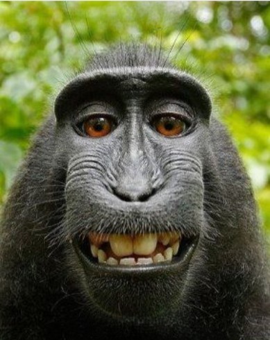 Create meme: robert macaque, monkey , funny monkey