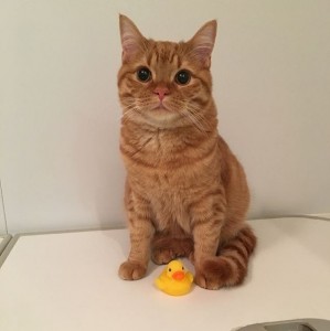 Создать мем: оранжевая кошка, ginger cat, tabby cat