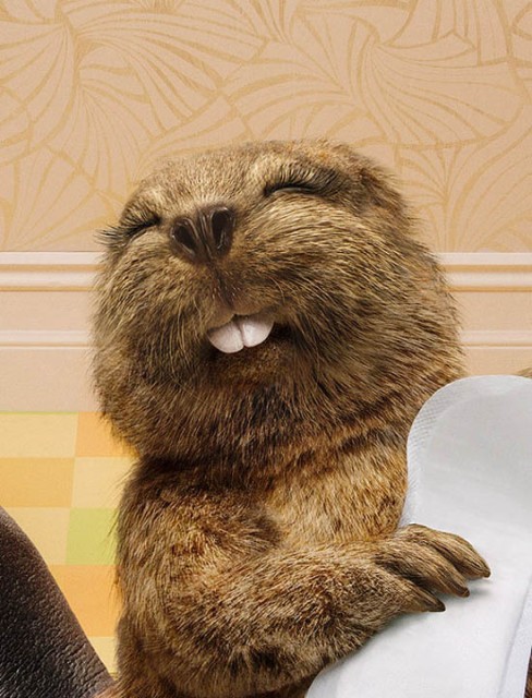 Create meme: beaver is funny, cute beavers, beaver beaver beaver