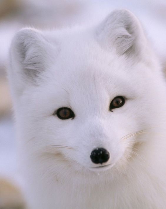 Создать мем: всем песец, песец (arctic fox), лиса песец