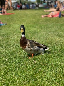 Create meme: duck duck, Muscovy duck, duck bird