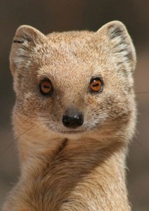 Create meme: mongoose, the reaction of the mongoose, weasel