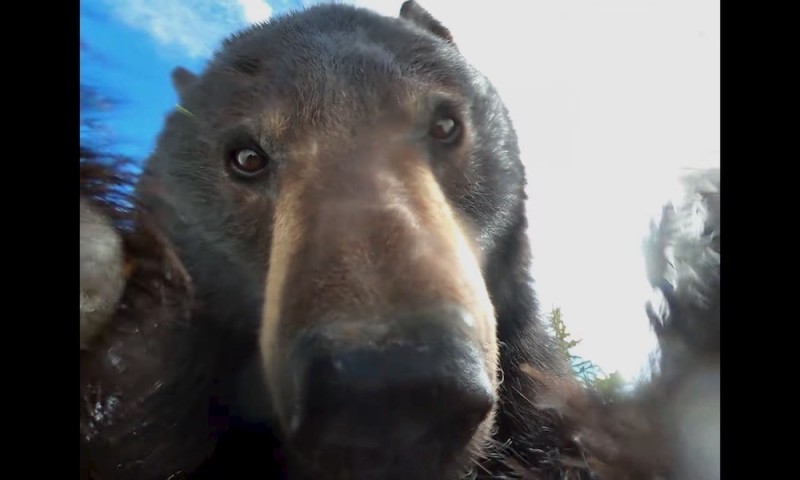 Create meme: bear in yakutia, bear with a camera in his eye, black bear