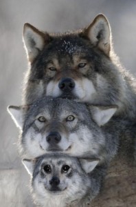 Create meme: animals, wolf animal, wolf