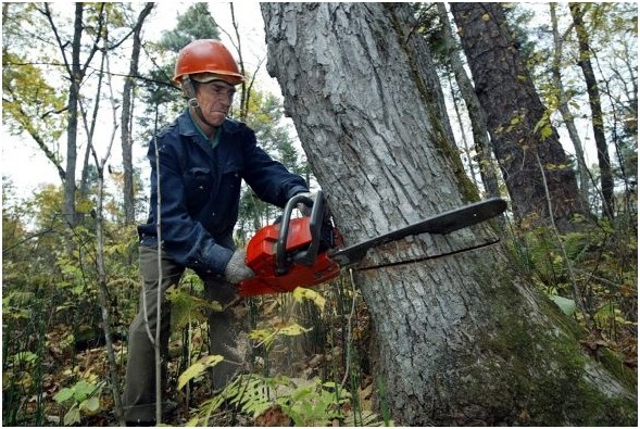 Create meme: Cut down the trees, sawn down tree, sawing wood