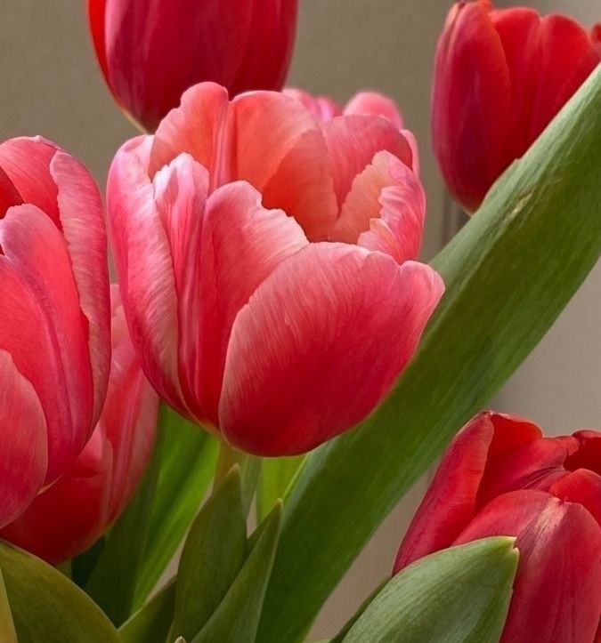 Create meme: pink tulips , bulbous flowers, tulips color