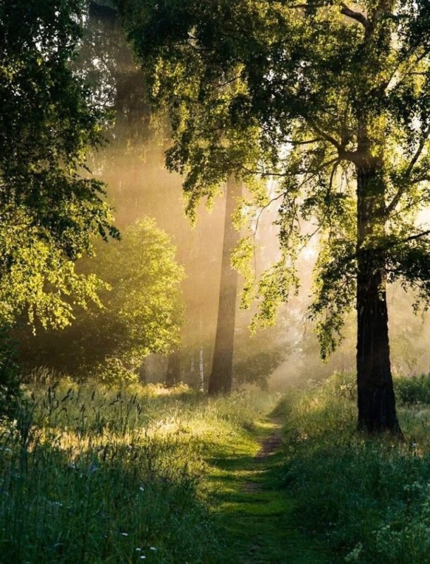 Create meme: forest in the morning, morning in the forest, beautiful forests