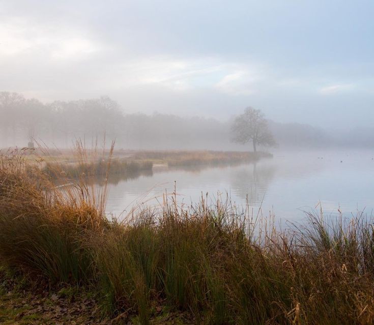 Create meme: morning in the fog, landscape landscape, natural landscapes