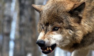 Create meme: fierce wolf, bad wolf, mad wolf