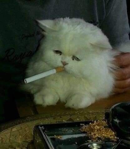 Create meme: animals funny , white cat smokes, cat 