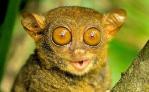 Create meme: animal tarsier, tarsier Philippine, lemur tarsier