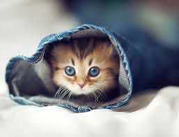 Create meme: the cutest kittens in the world, beautiful cute cats, the cats are very cute