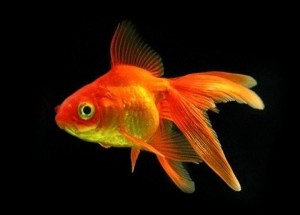 Create meme: oranda red, aquarium fish gold, goldfish