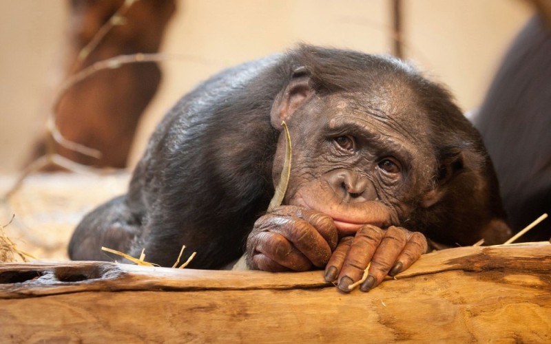 Создать мем: грустные животные, животные обезьяна, обезьяны шимпанзе